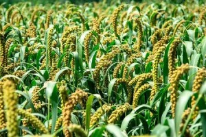 今日推荐山西大同新荣小杂粮之小米